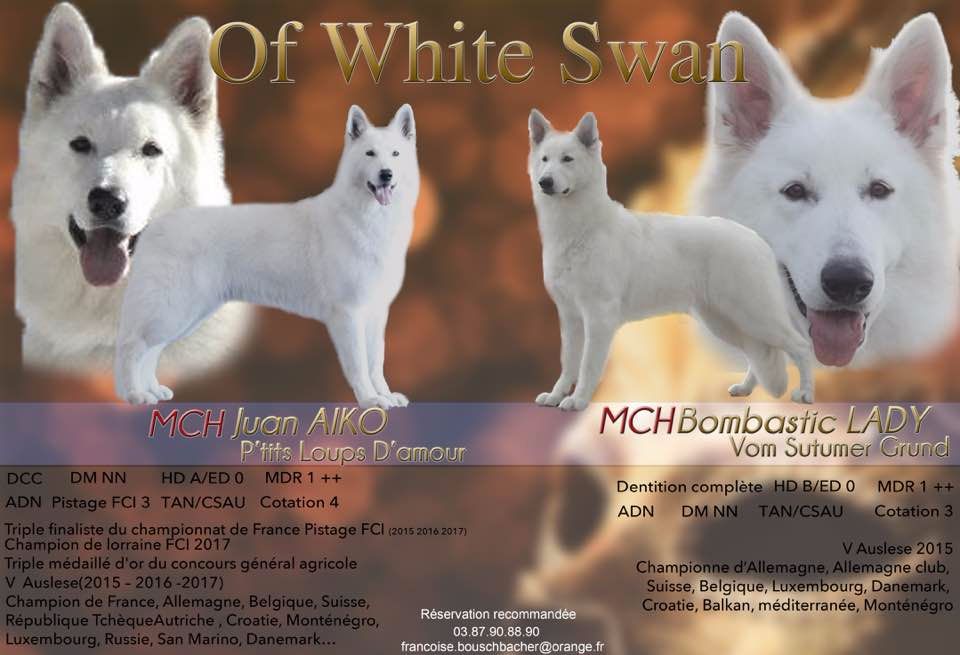 Of White Swan - Notre Portée 2017 Bella et Aiko 