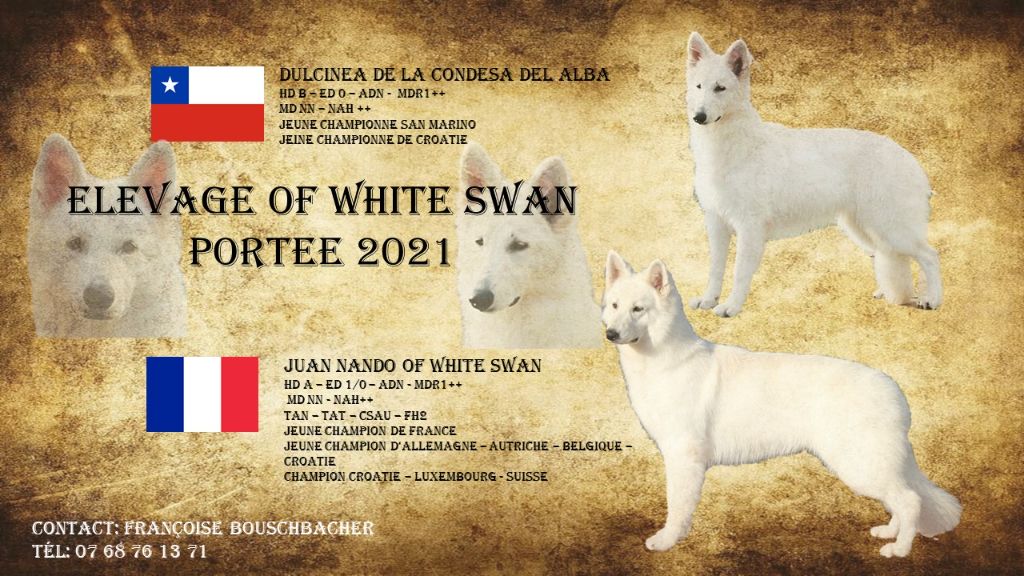 Of White Swan - Berger Blanc Suisse - Portée née le 25/10/2021