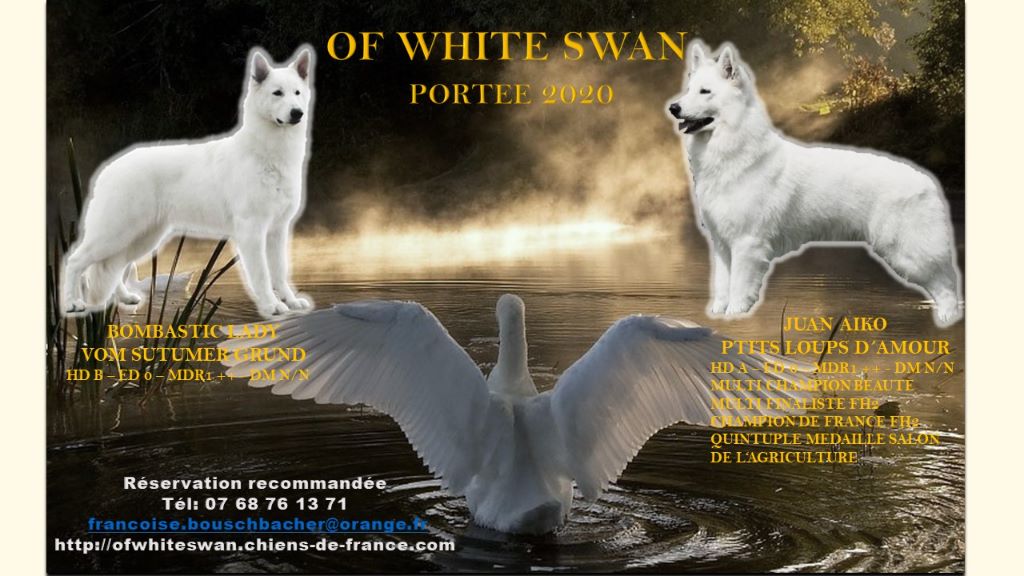 Of White Swan - Berger Blanc Suisse - Portée née le 19/02/2020