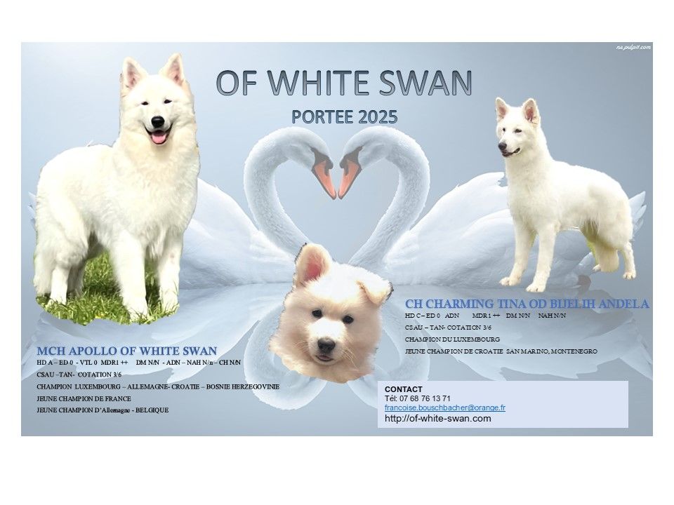 Of White Swan - Naissance prévue mi-février 2025