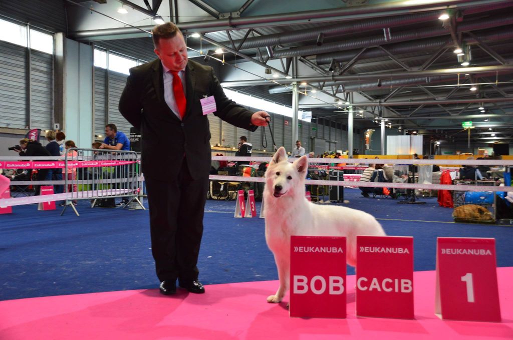 Of White Swan - Diams remporte le meilleur de race à l'exposition de Mulhouse