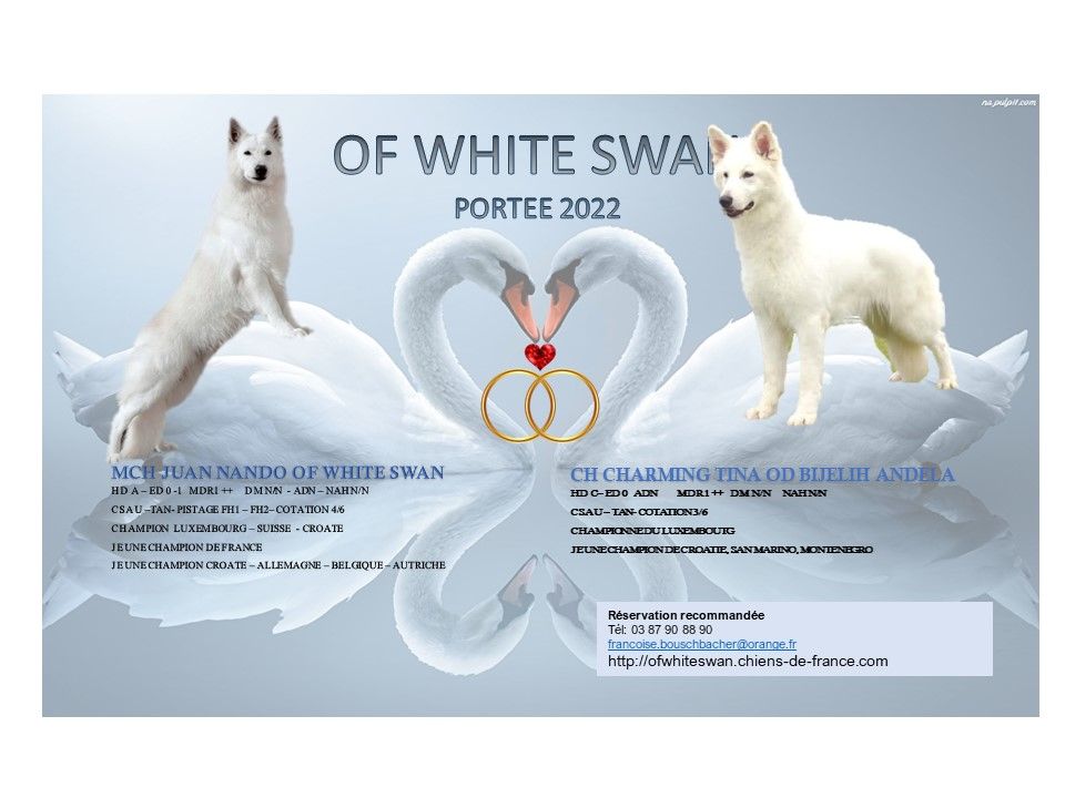 Of White Swan - PORTEE 2022 LES BEBES SONT NES