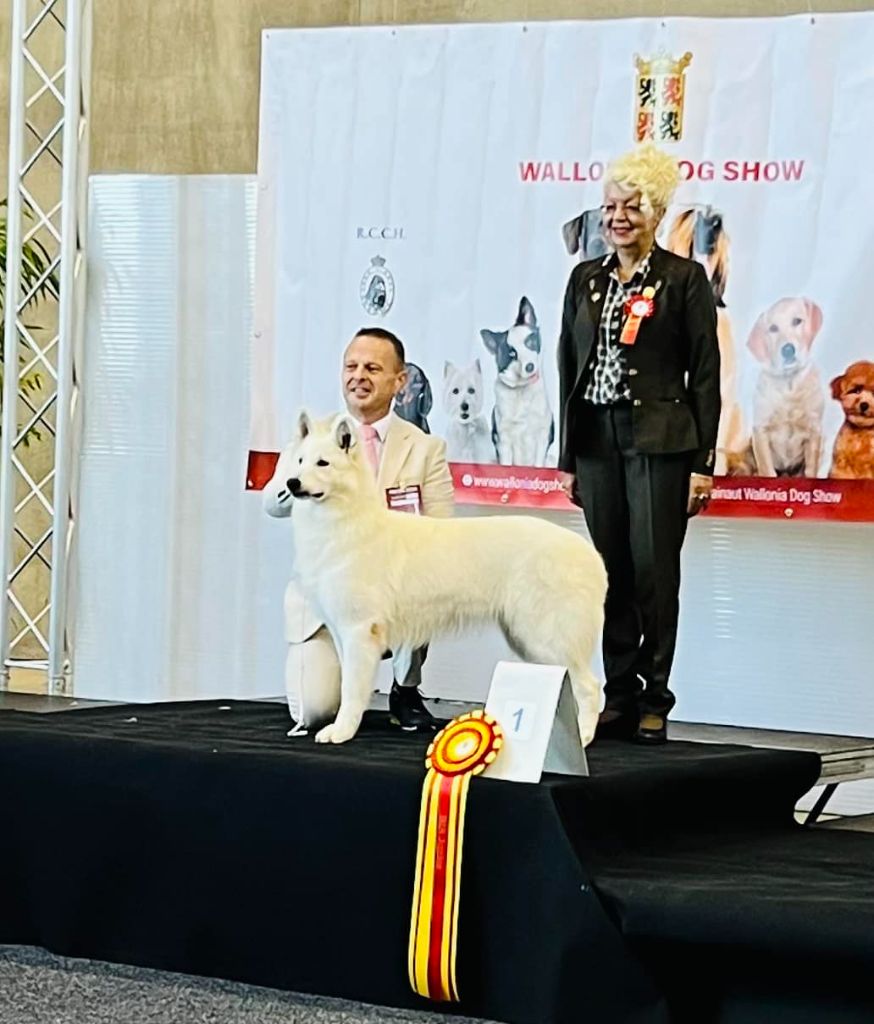 Of White Swan - Expo internationale de Mons Maia Remporte le BIS Junior