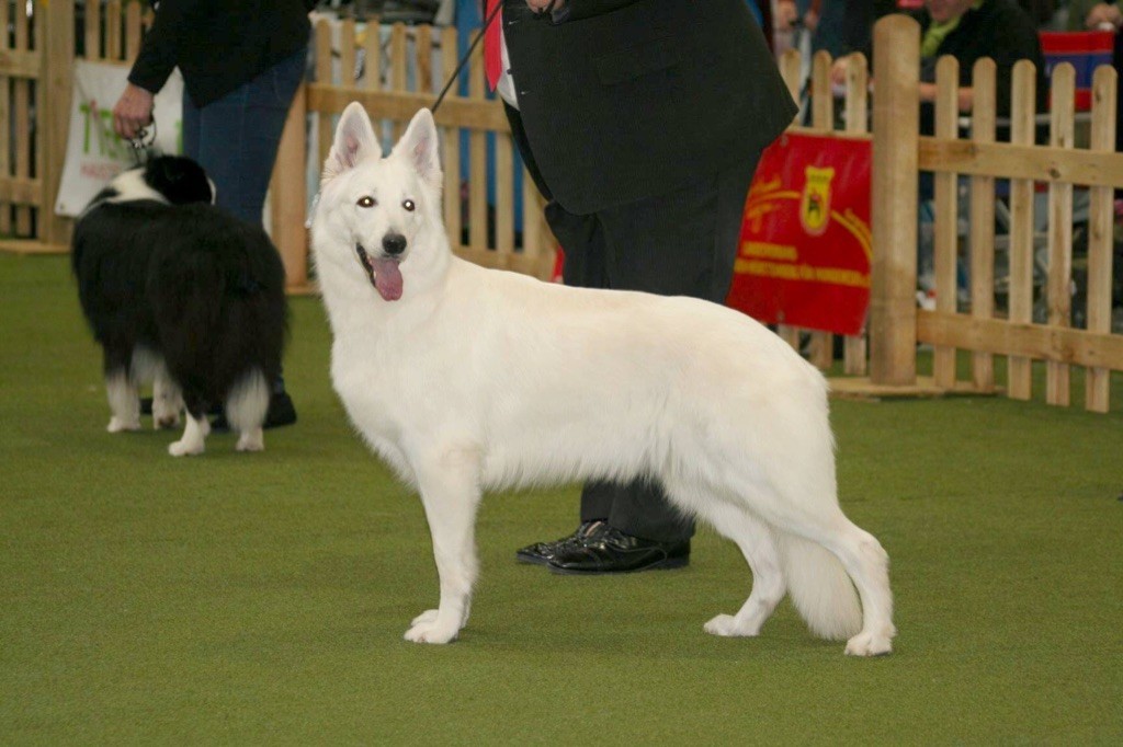 Of White Swan - Belle remporte le meilleur de race à Karlsruhe