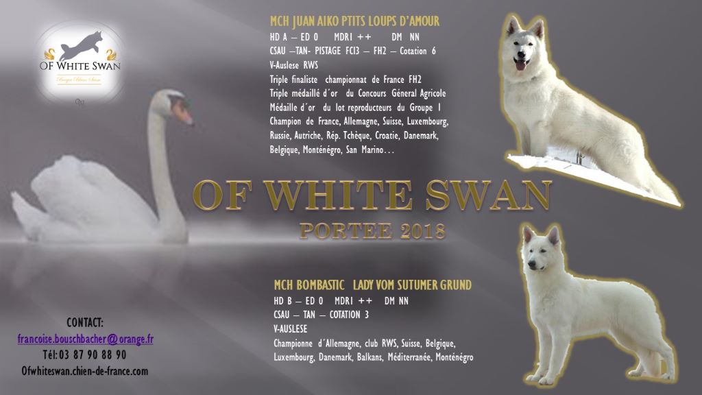 Of White Swan - Nos bébés sont nés !!!!