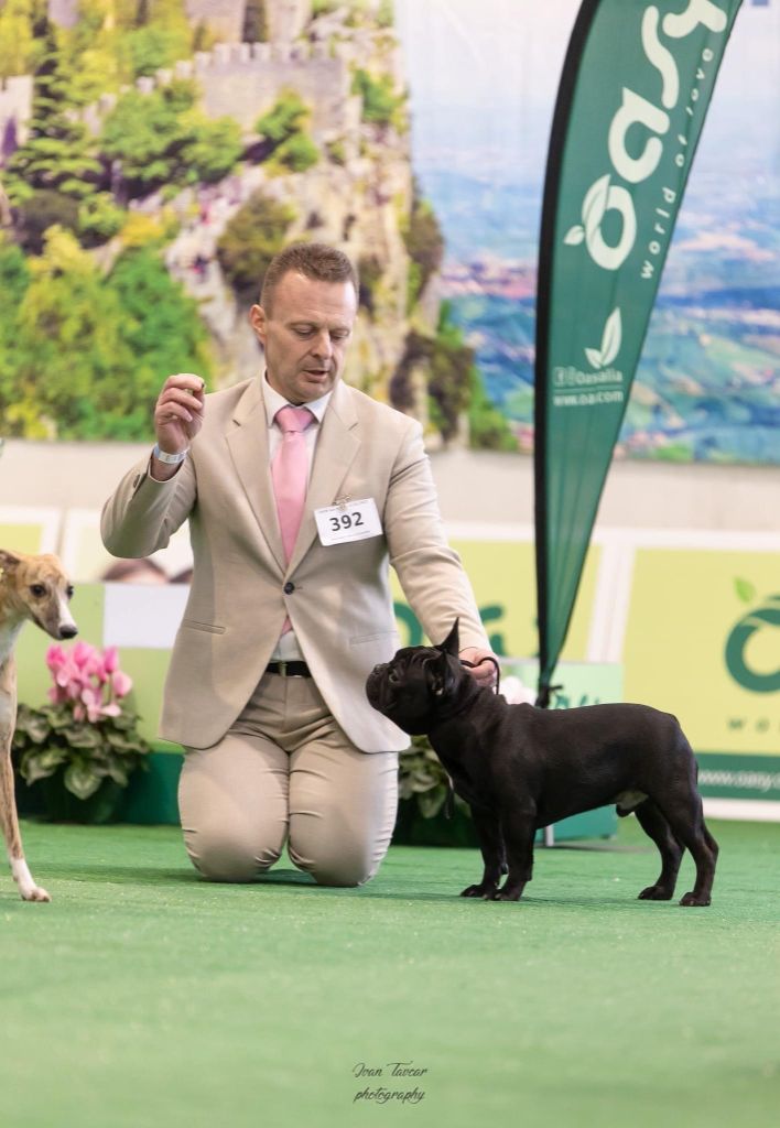 Of White Swan - Tony devient Meilleur Puppy à San Marino