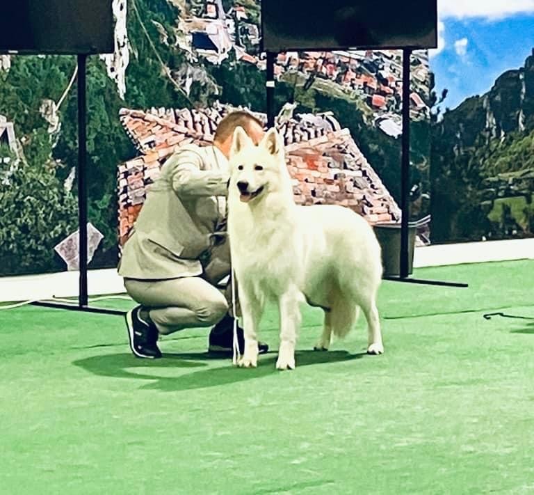 Of White Swan - Exposition canine San Marino 2e jour avec Kako