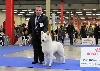  - I Major Meiko du Royaume des Crocs Blancs BOB au Paris Dog Show
