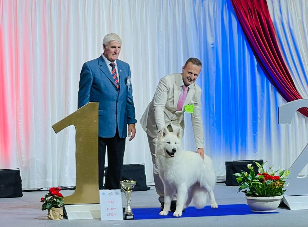 Of White Swan - Apollo of White Swan  2X Best Puppy in Show au Luxembourg