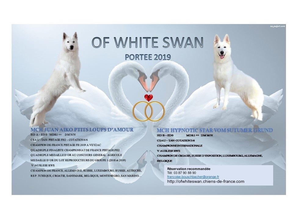 Of White Swan - Mariage confirmé 