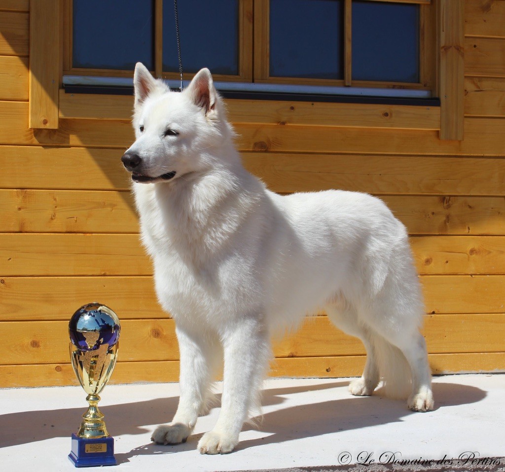 Of White Swan - Legendary Snow of White Swan devient vice champion du monde