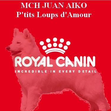 Of White Swan - Royal canin sponsor officiel de Juan Aiko 