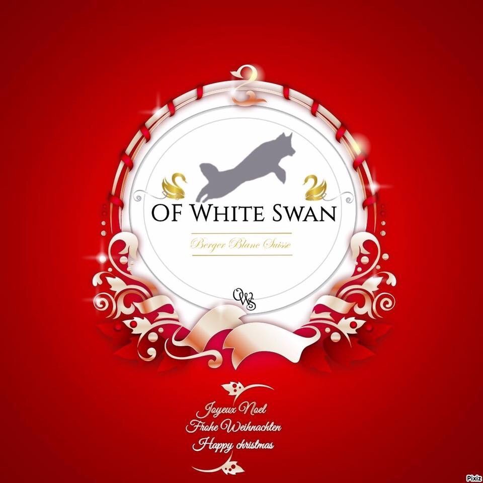 Of White Swan - Joyeux Noël et bonne année 2019