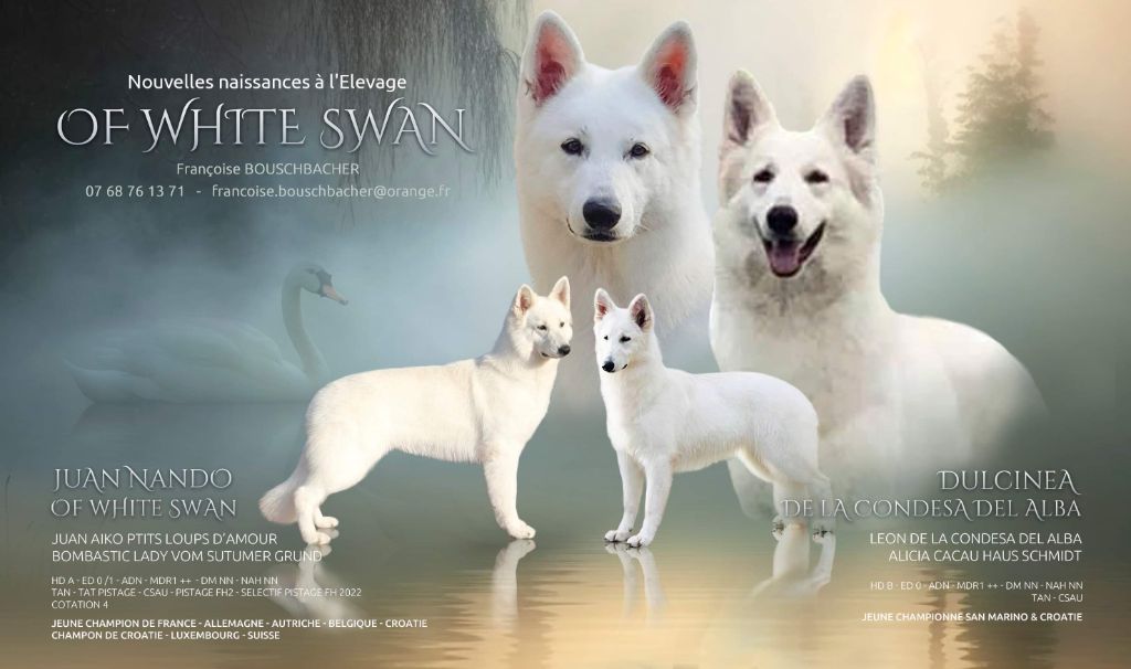 chiot Berger Blanc Suisse Of White Swan