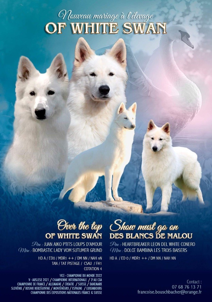 chiot Berger Blanc Suisse Of White Swan