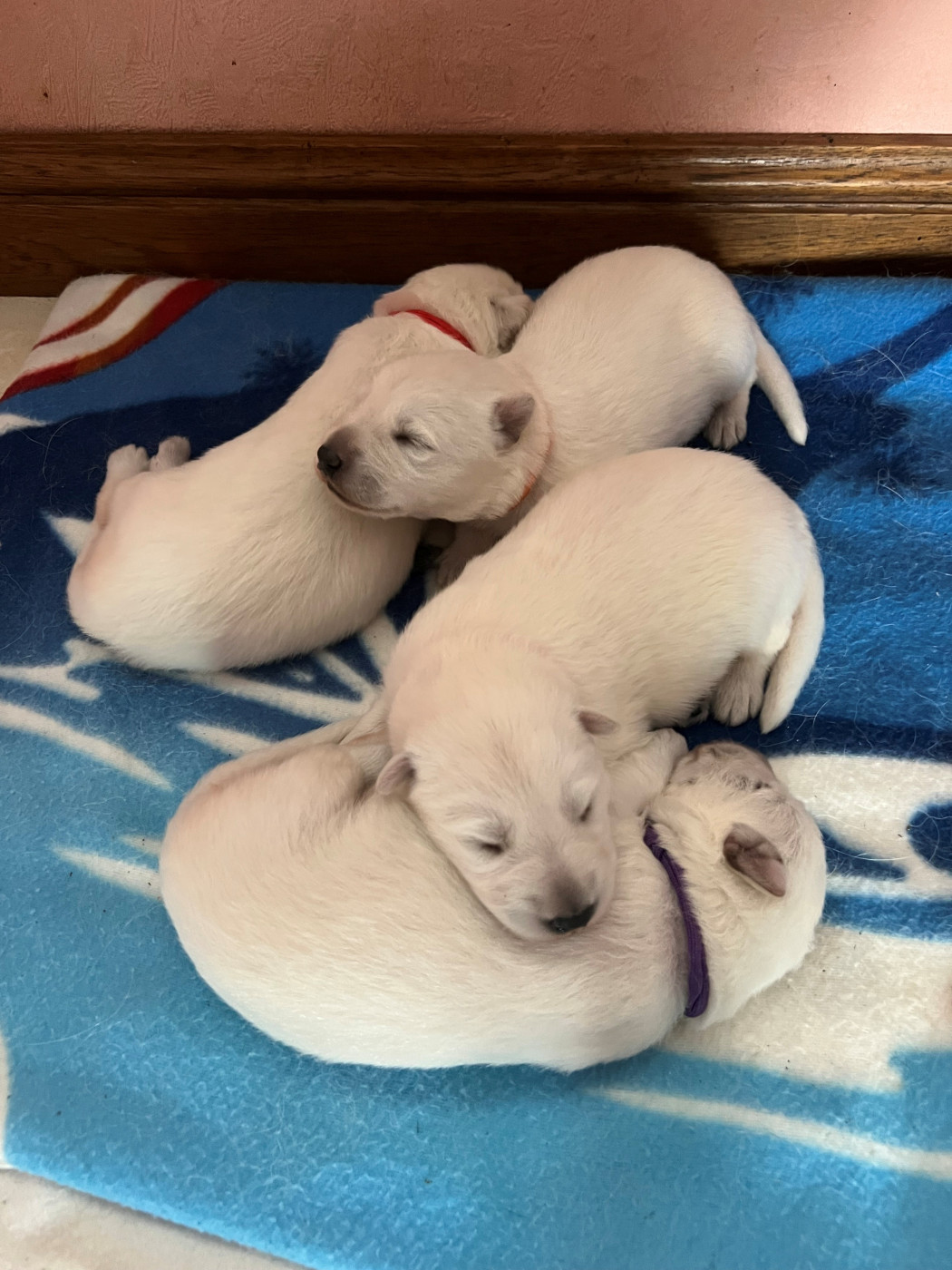 Of White Swan - Chiots disponibles - Berger Blanc Suisse