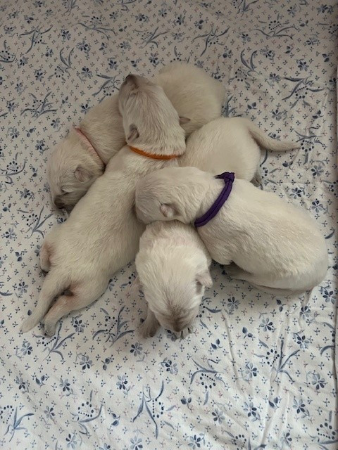 Of White Swan - Chiots disponibles - Berger Blanc Suisse