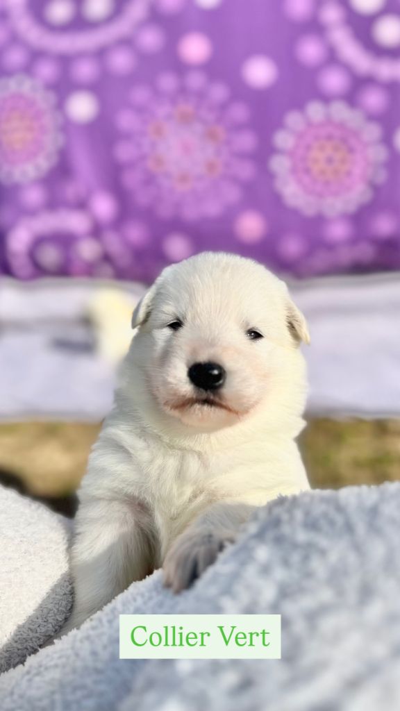 Of White Swan - Chiots disponibles - Berger Blanc Suisse