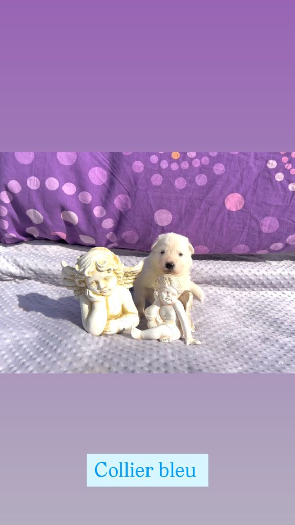 Of White Swan - Chiots disponibles - Berger Blanc Suisse